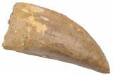 Serrated, Carcharodontosaurus Tooth - Real Dinosaur Tooth #230607-1